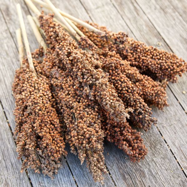 Sorghum, weiß deutsch